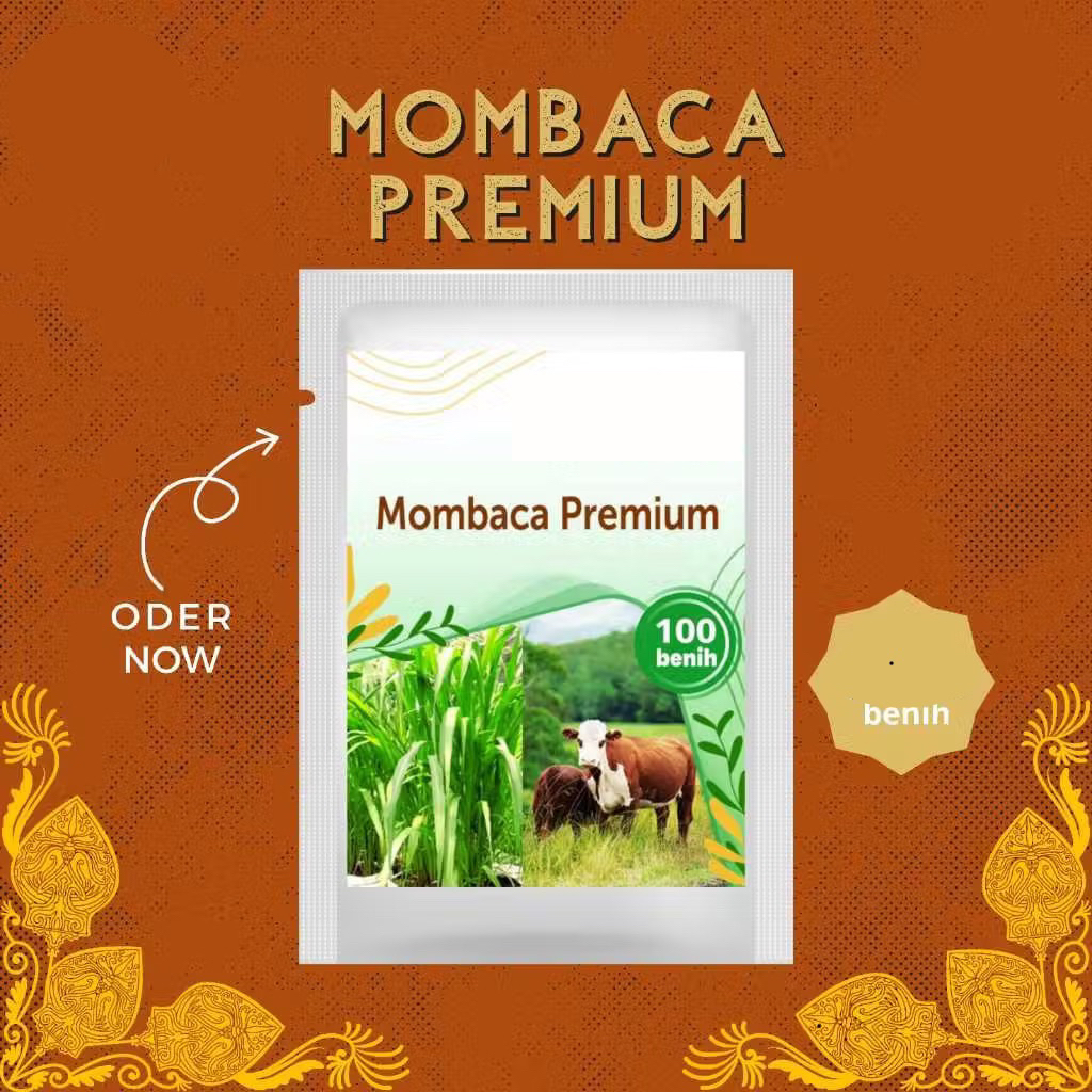 Benih Rumput Mombaca F1 - Bibit Rumput Gajah Super untuk Pakan Hijauan Protein Tinggi Sapi & Kambing