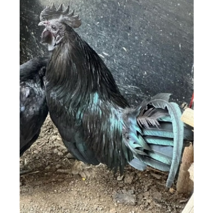 Telur Ayam Cemani Lidah Hitam Premium Asli Fertil | Telur Tetas Cemani Grade A | Bibit Ayam Hitam Ek