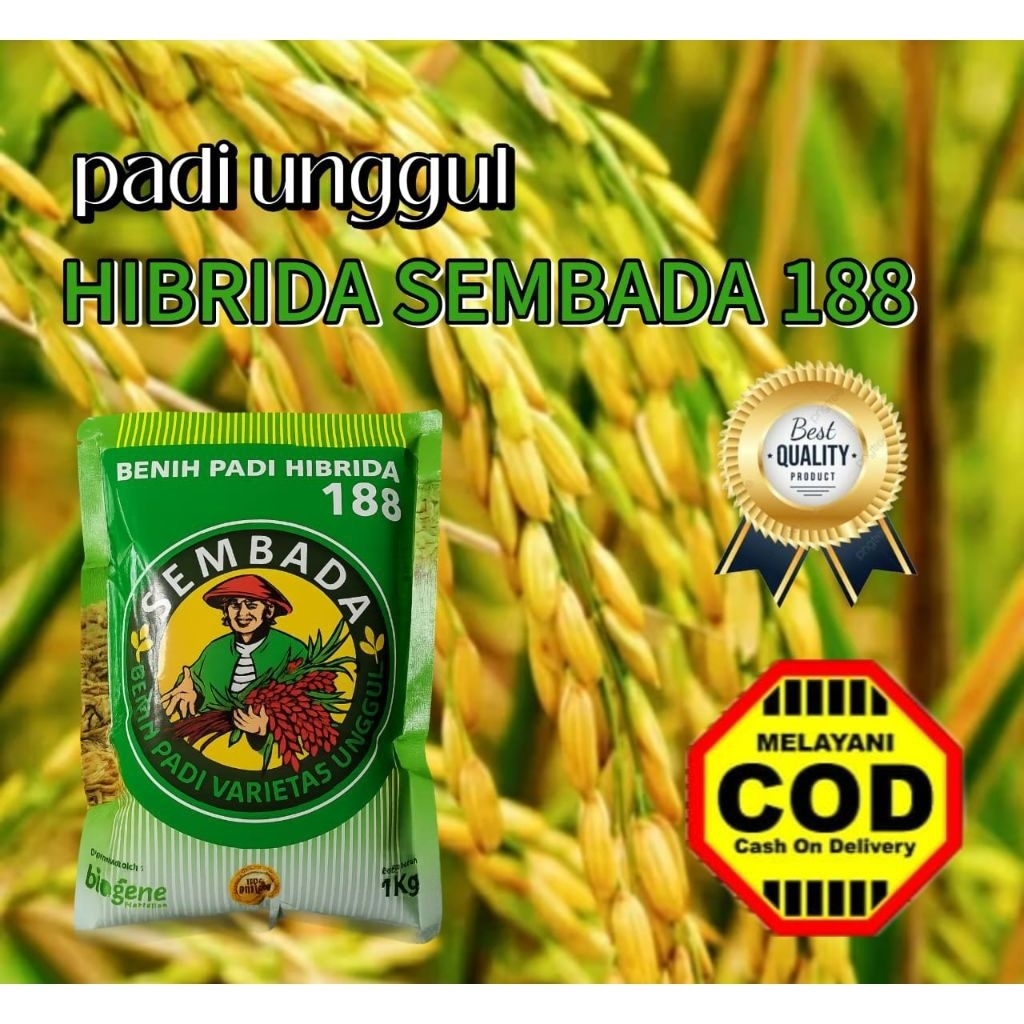 BENIH PADI HIBRIDA SEMBADA 188 1kg ORIGINAL