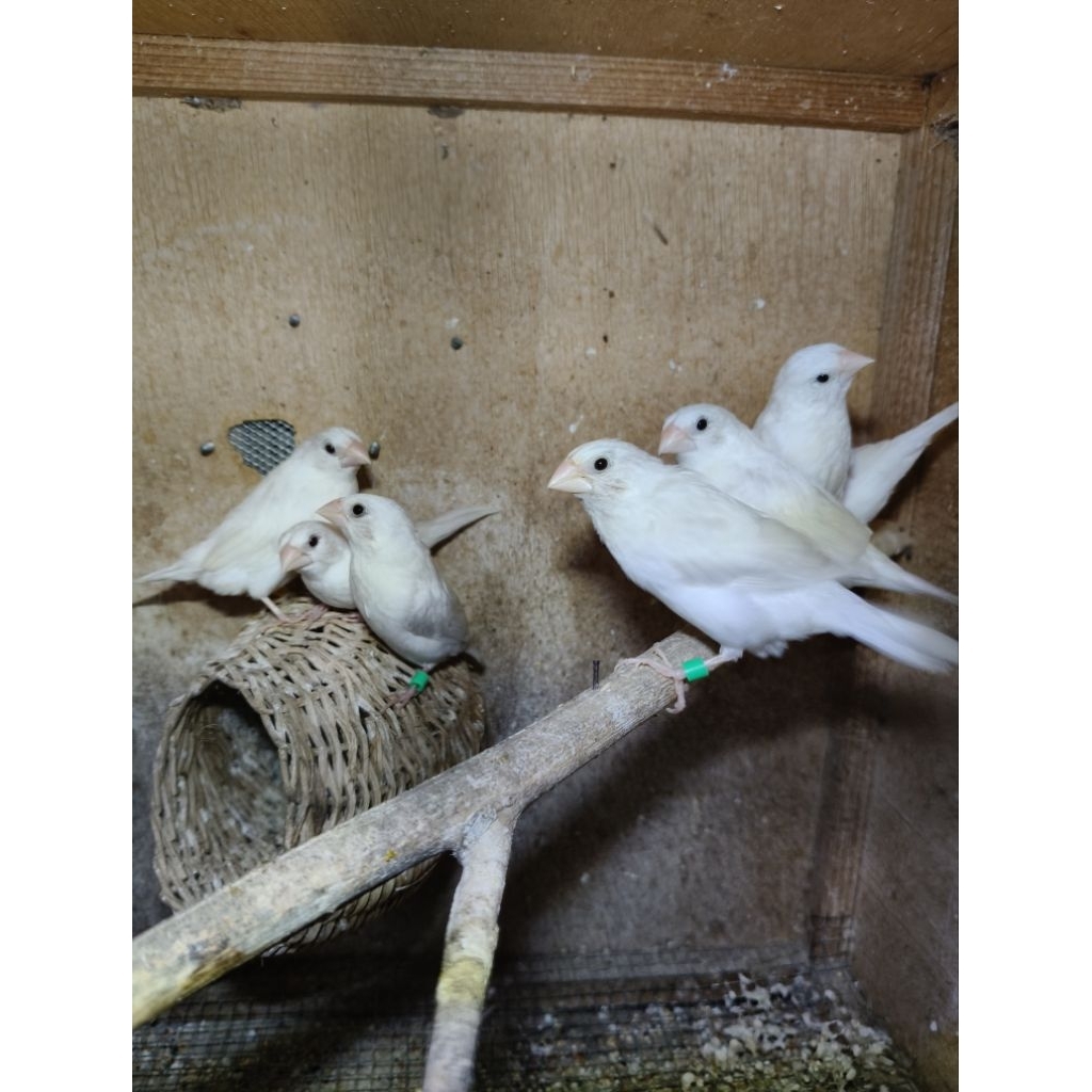 Burung Emprit Jepang Unsex Siapan Warna Putih Polos