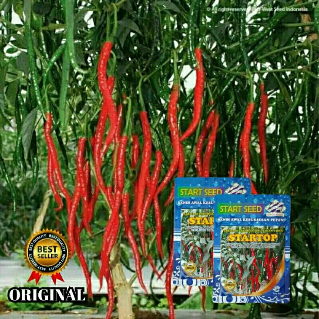 Promo  Benih Cabe Keriting STARTOP Tahan Virus | Anti Layu Original Kemasan Pabrik exp 2027
