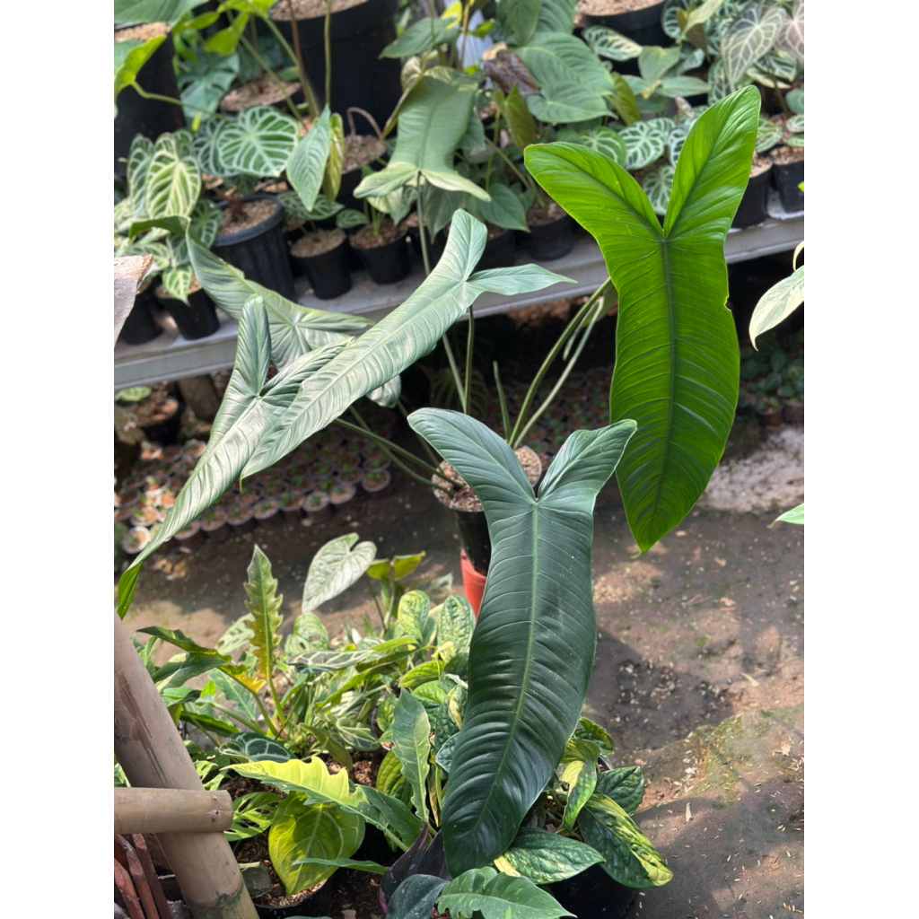Tanaman Hias Philodendron sahroniae san antonio Equador / Philo Sahroni San Antonio Equador / Sharon