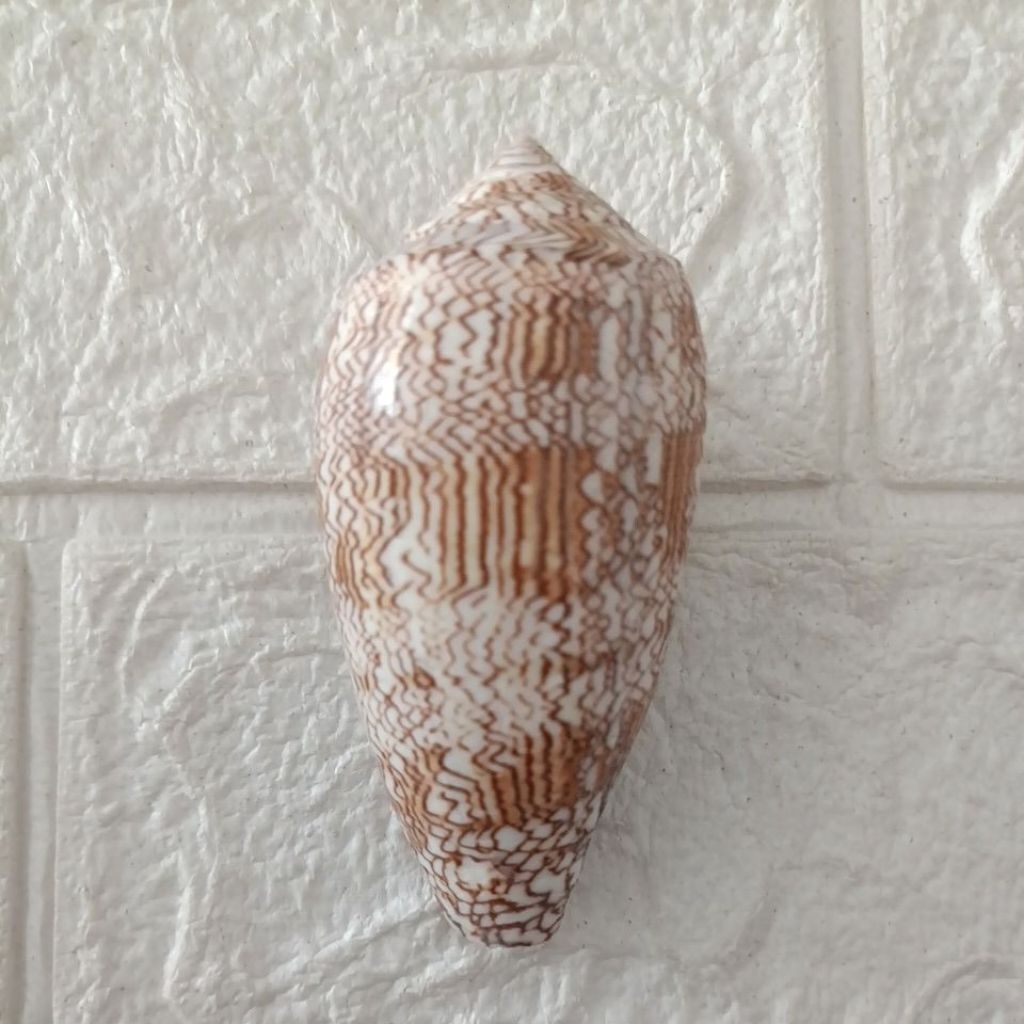 Jual Cangkang Kerang Conus Textile 9cm