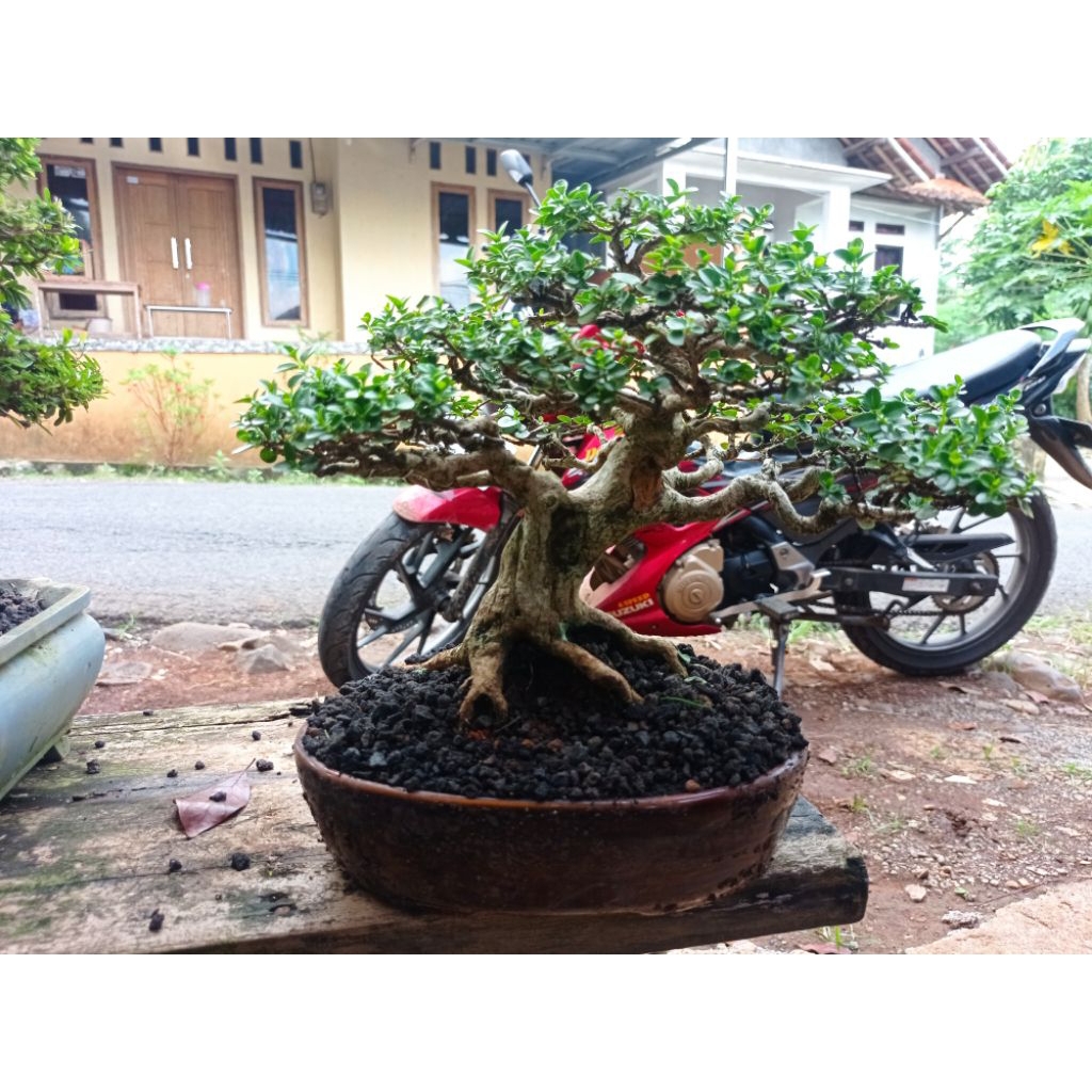 Bonsai Sancang relpick siap kontes