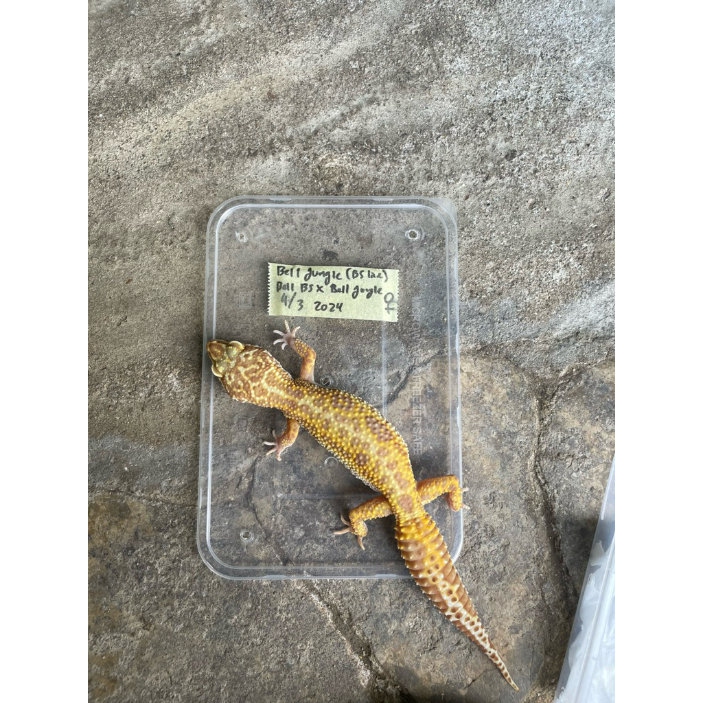 Tokek Gecko Leopard Betina Unik Lucu