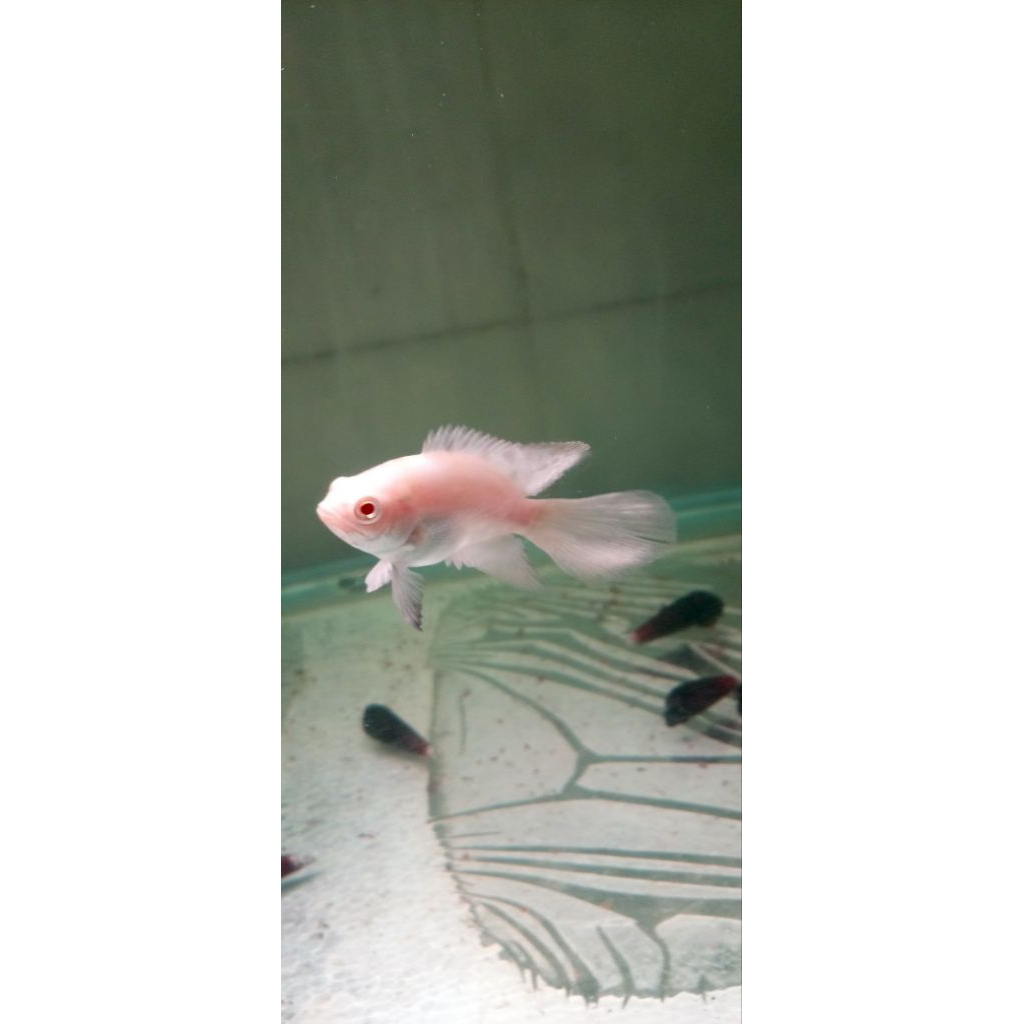 IKAN OSCAR ALBINO SLAYER TANKMATE PREDATOR