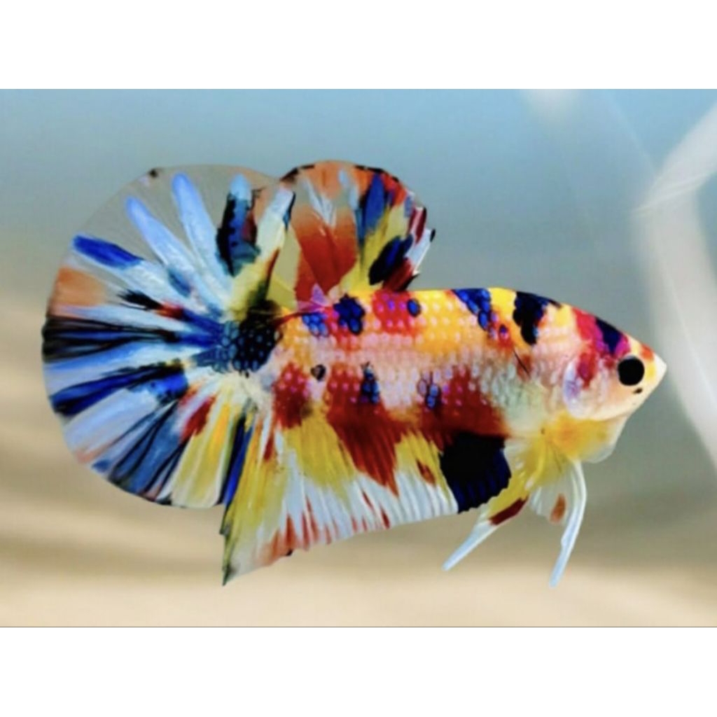 Cupang plakat multicolor grade A