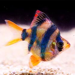 Ikan Tiger Barb Balon Sumatra Ikan Hias Aquascape SUPER (High Quality)
