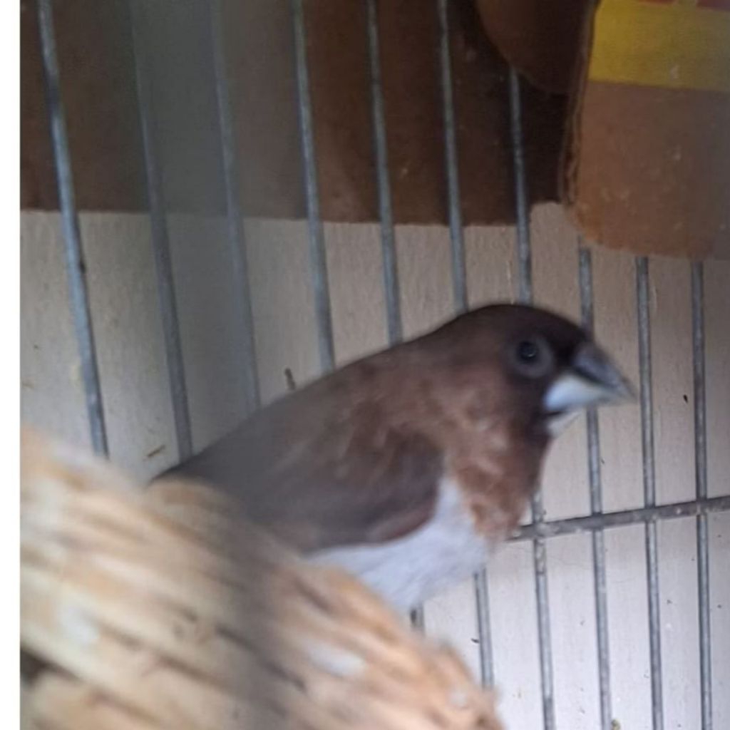 burung emprit jepang