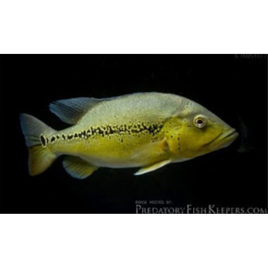 Hiasan aquarium PBass Xingu