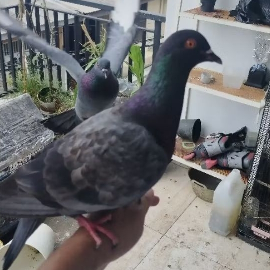 Burung Dara Merpati Jantan Betina Sepasang Giring Cibinong Instsnt Sameday