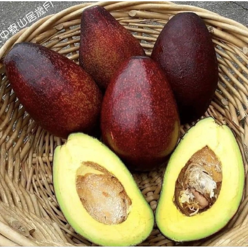 Bibit Alpukat Red Vietnam asli /Alpukat merah