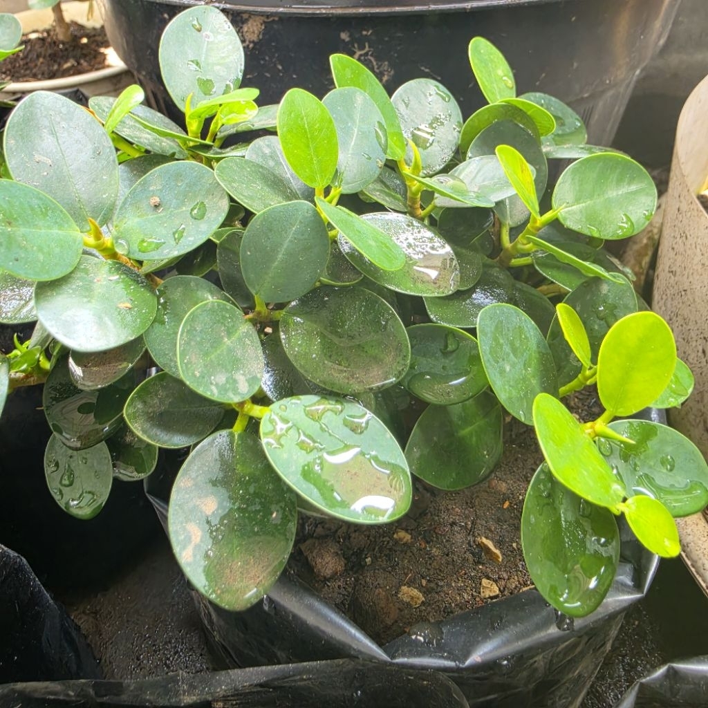 Bibit Beringin Dolar Mangkok Dollar Bahan Bonsai
