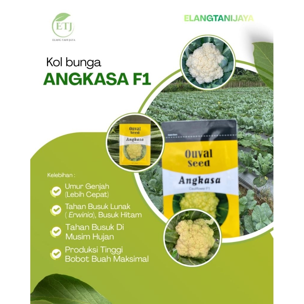 Bibit kol bunga angkasa 10 gram ouval seed