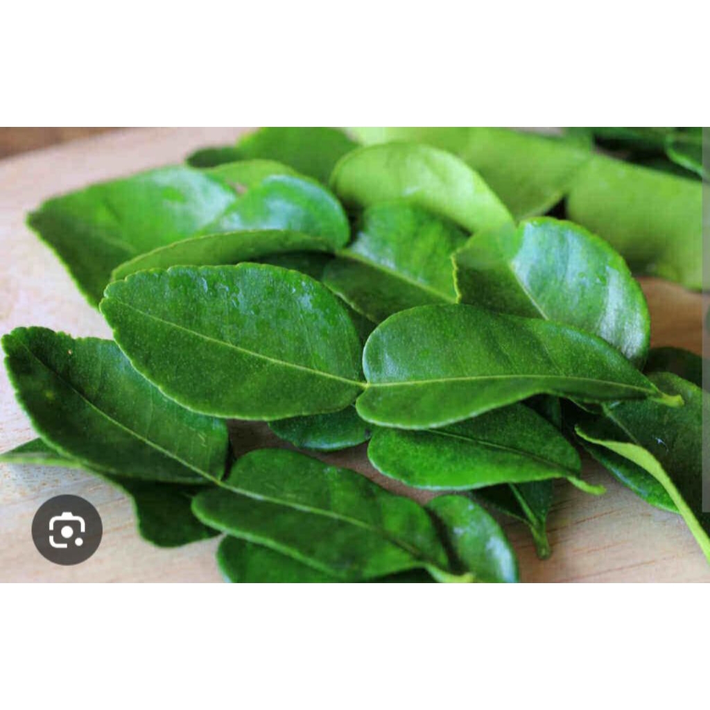 daun jeruk purut fresh segar / daun jeruk pecel / herbal / bumbu masakan