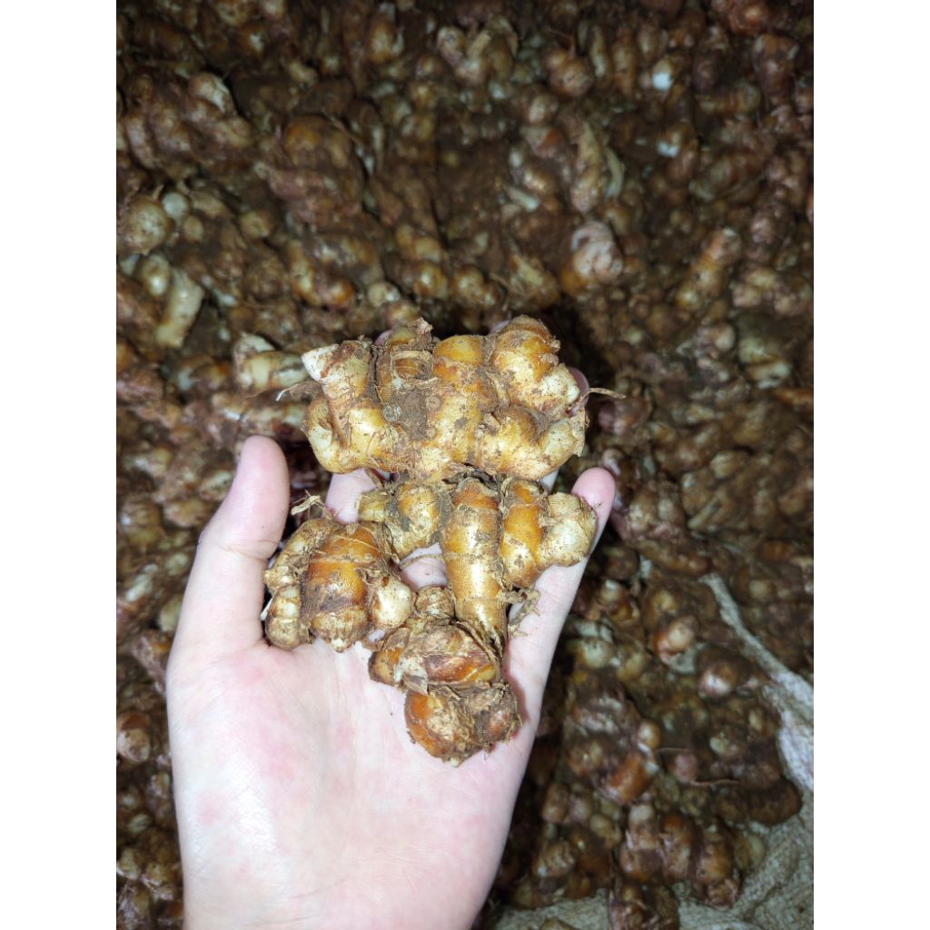 KENCUR STW (setengah tua) SEGAR 1KG