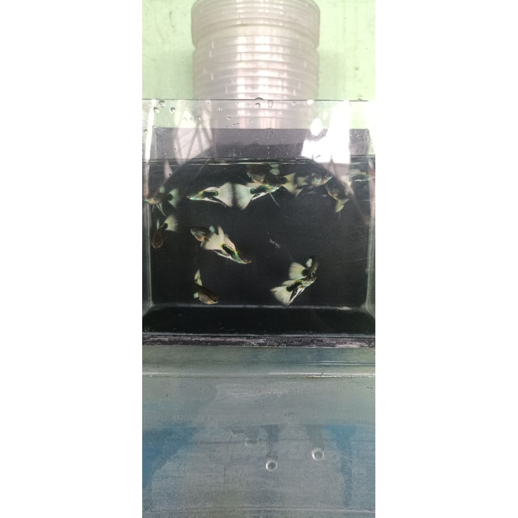 Hiasan Aquarium-Guppy HB white ribbon/normal