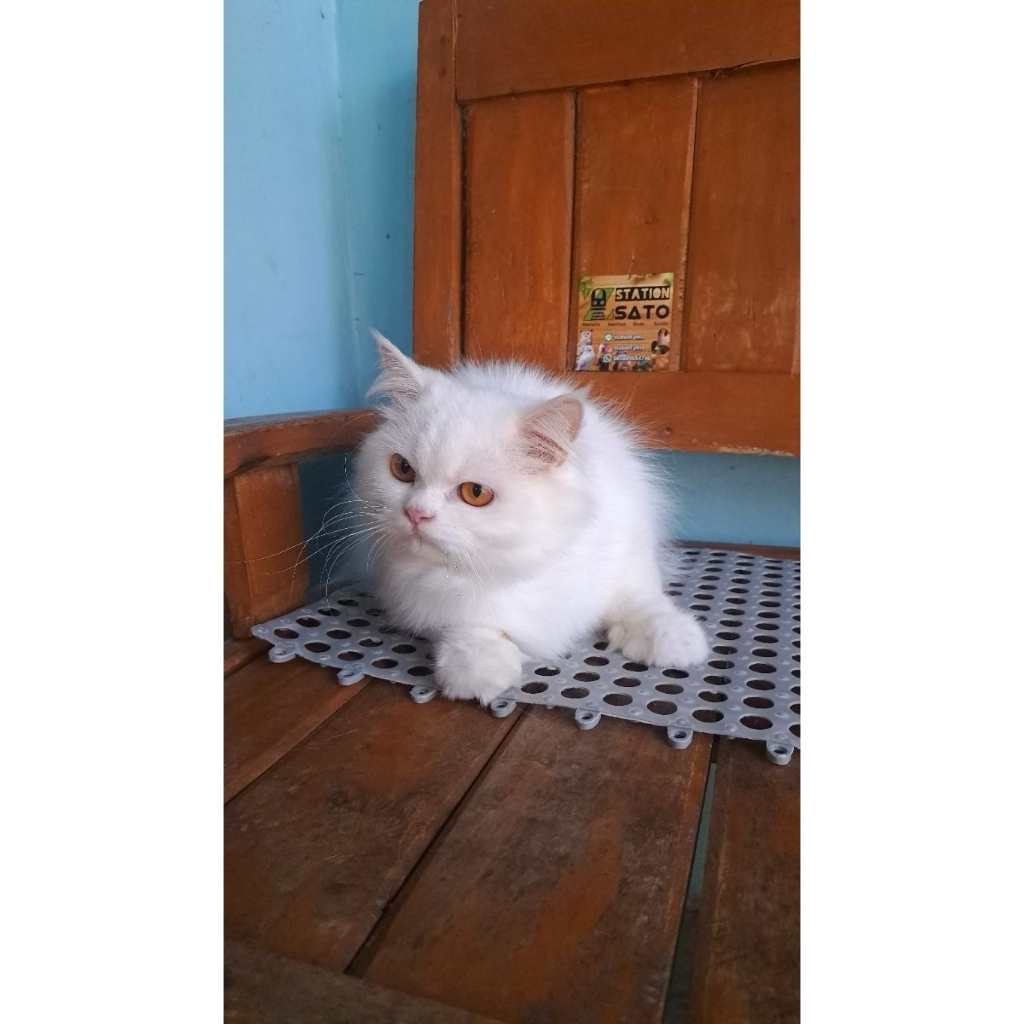 kucing putih bulat lucu murah