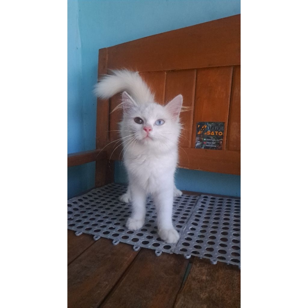 kucing odd eyes putih lucu