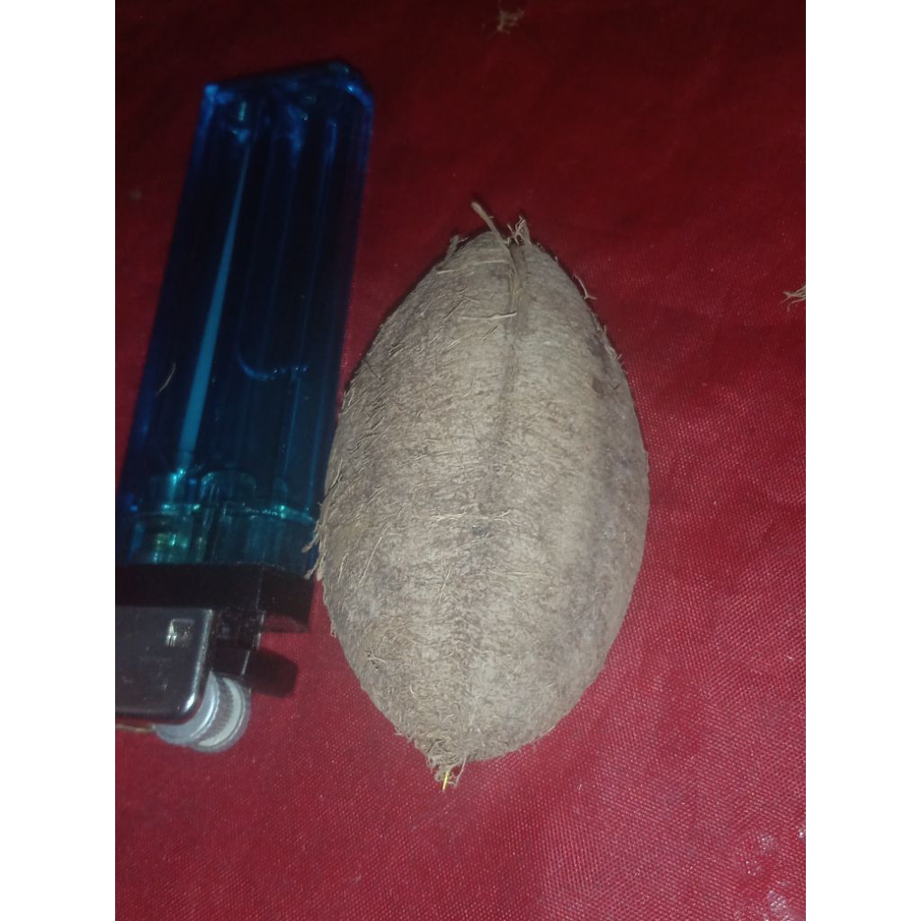 mestika susup Emas. kepompong.ulat.sutra