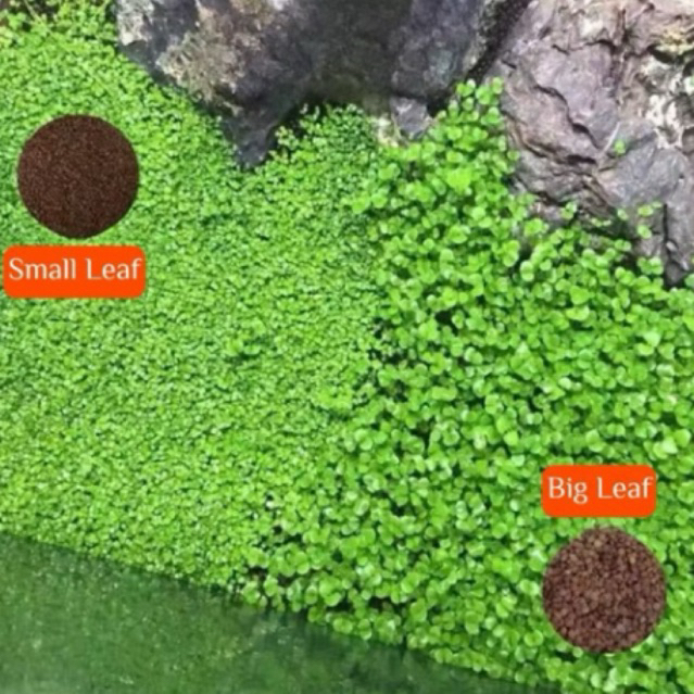 Bibit daun tanaman aquascape