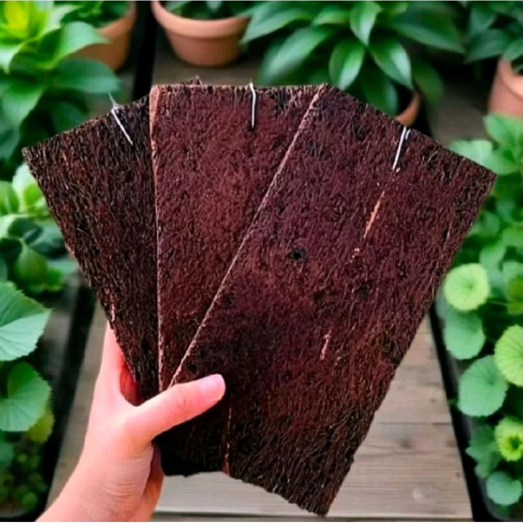 papan pakis lempeng/media tanam anggrek+gantungan