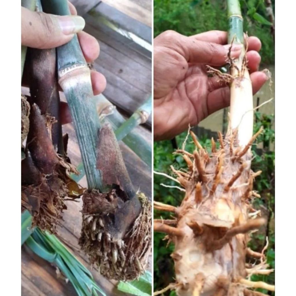 Bibit Bambu Petung / Bambu Bitung raksasa