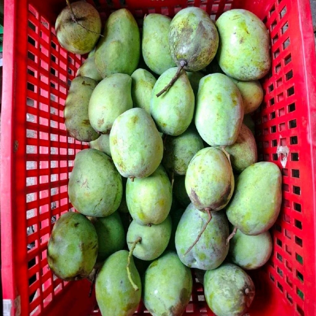mangga Indramayu fresh mangga rujak Indramayu 1 kg