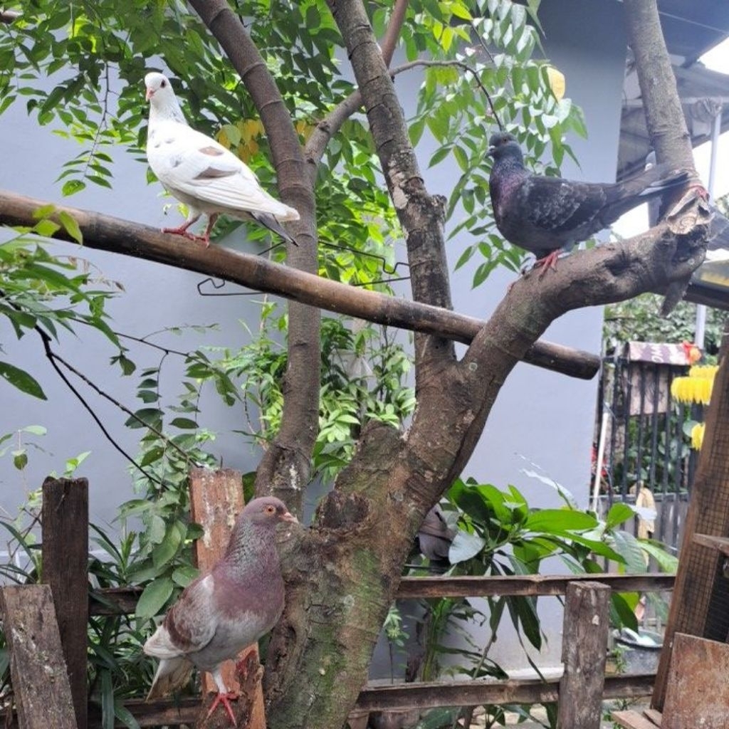 Burung Dara/Burung Merpati/Sepasang/Per Ekor/Burung Peliharaan/pasangan Giring
