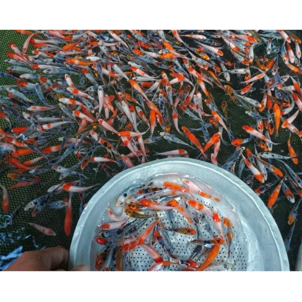 Penari Kolam Bibit Koi Blitar Uk. 10-12 cm Grade A