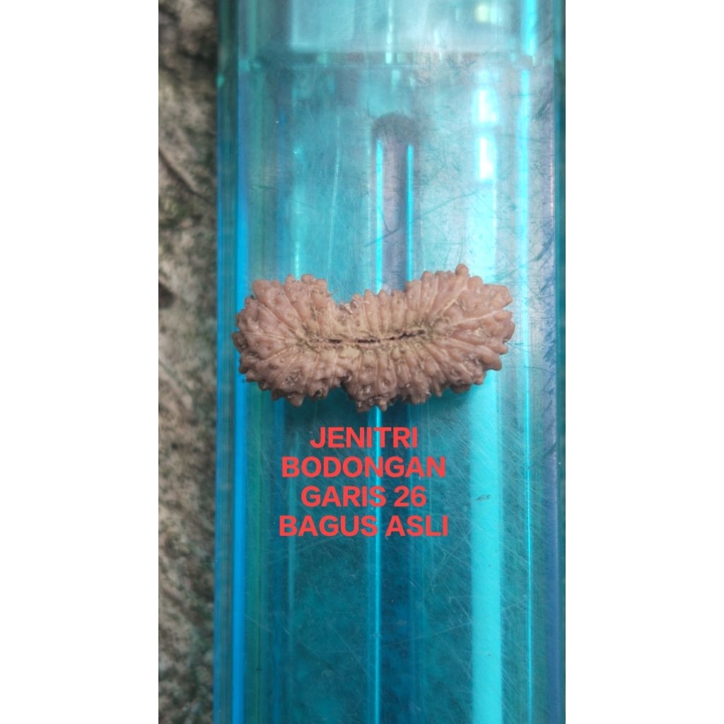 Jenitri mukhi bodongan Garis 26 ukuran P 16,5mm x L 8 mm asli ori