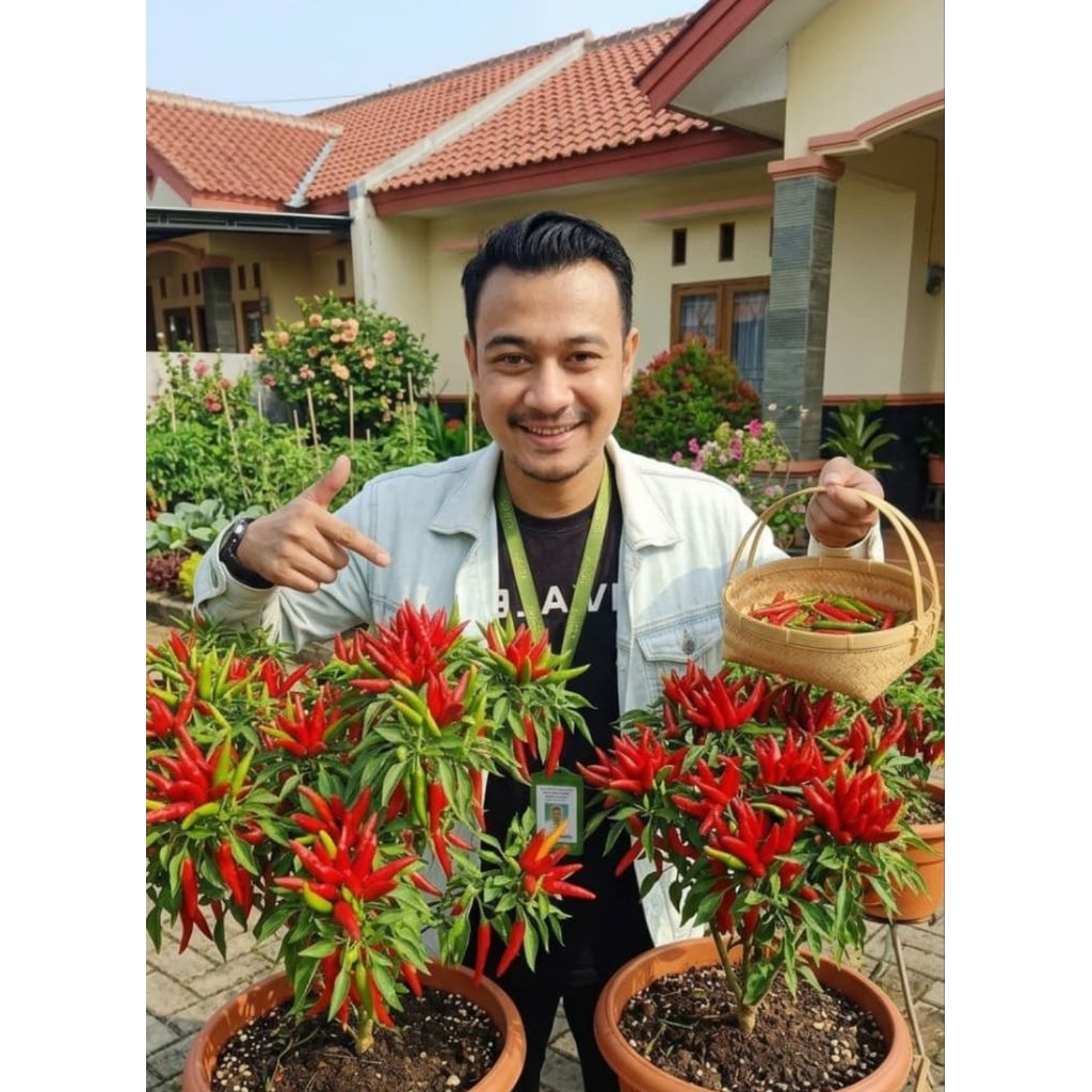 benih cabe dompol mahkota