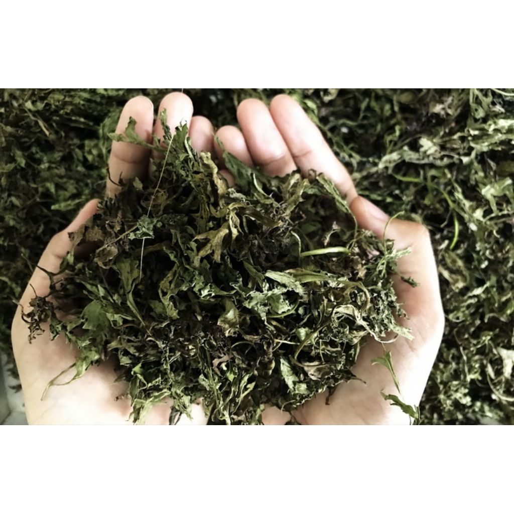 Kenikir Kering Pilihan Daun Kenikir Alami Siap Seduh & Masak, Kaya Antioksidan & Segar