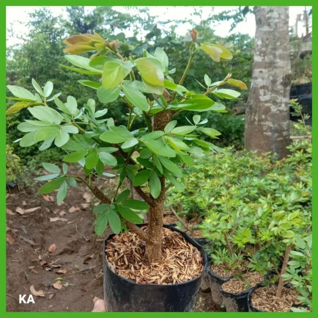 Bonsai Kaliandra, bahan bonsai Kaliandra, tanaman hias berbunga