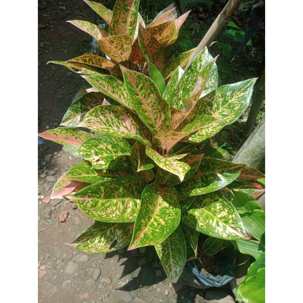 tanaman hias aglaonema/sri rejeki merah termurah