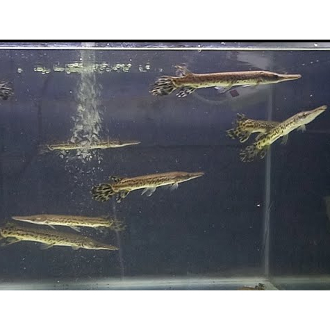 hiasan aquarium florida gar