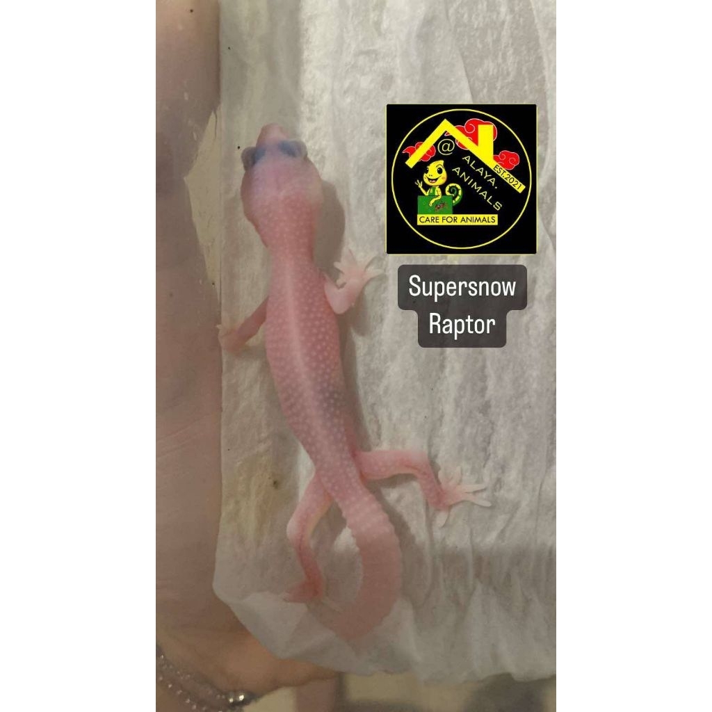 poscard leopard gecko supersnow raptor