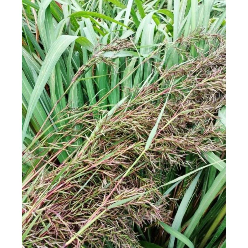 bunga sereh langka/kembang sereh/serai original 200gram