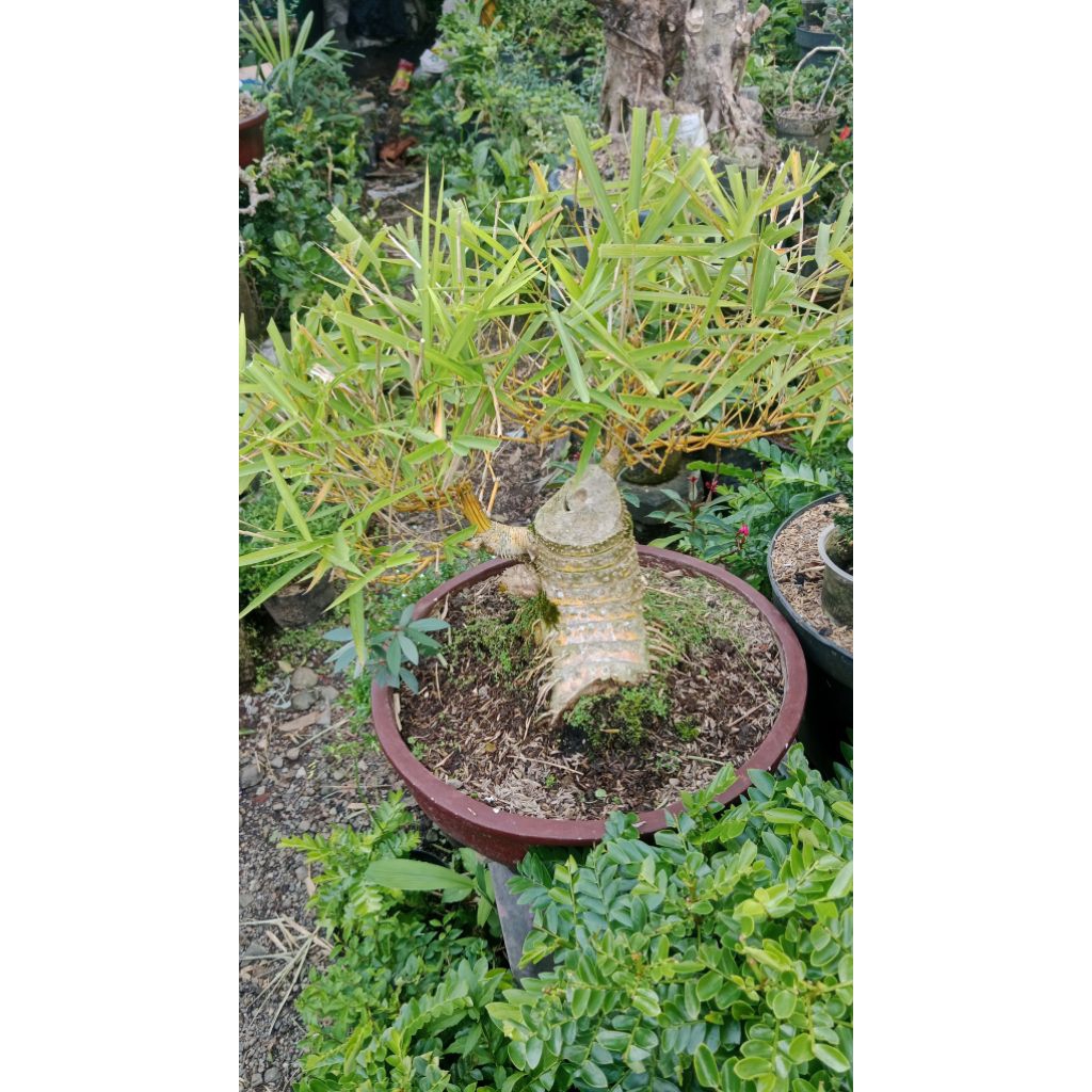 bonsai bambu kuning