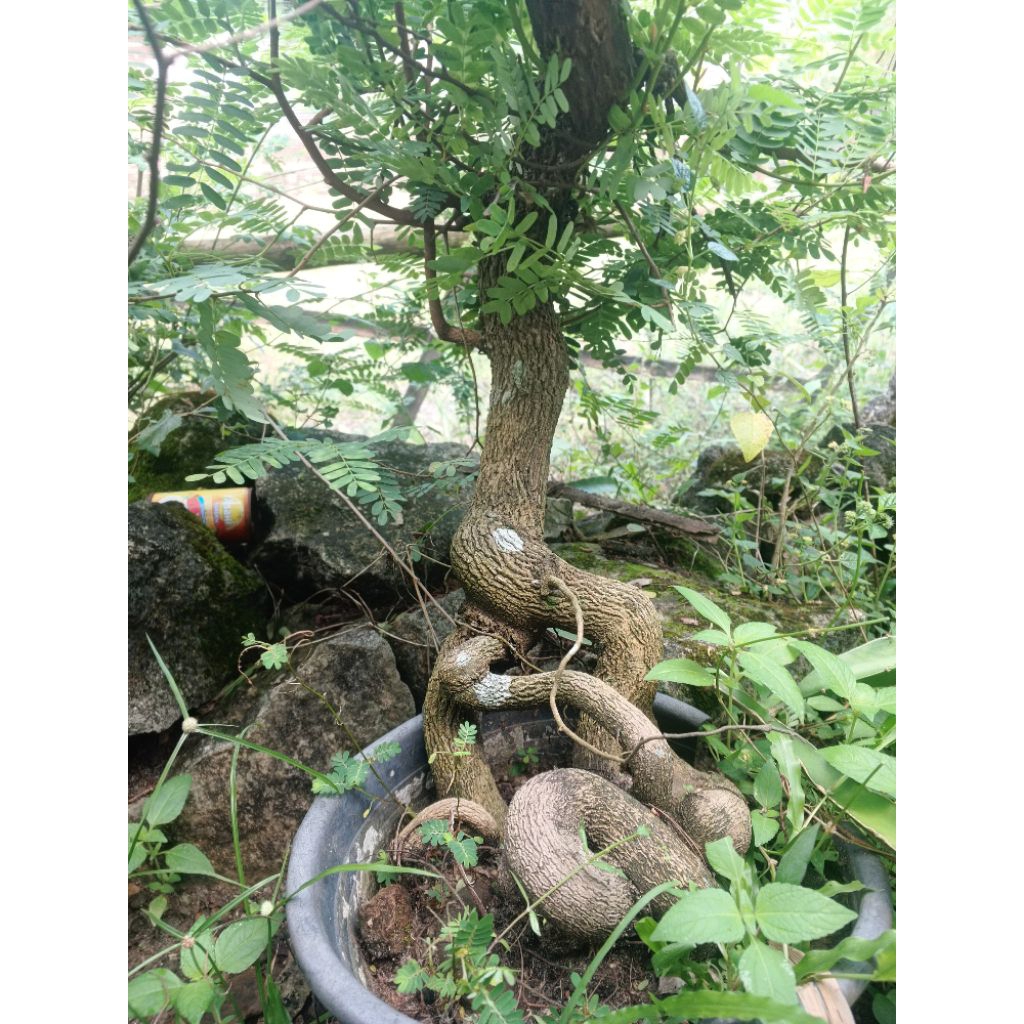 Bonsai Asem Jawa (Tamarindus Indica) Meliuk Ekstrem - Koleksi Heritage 3 Generasi dari Biji - Karakt