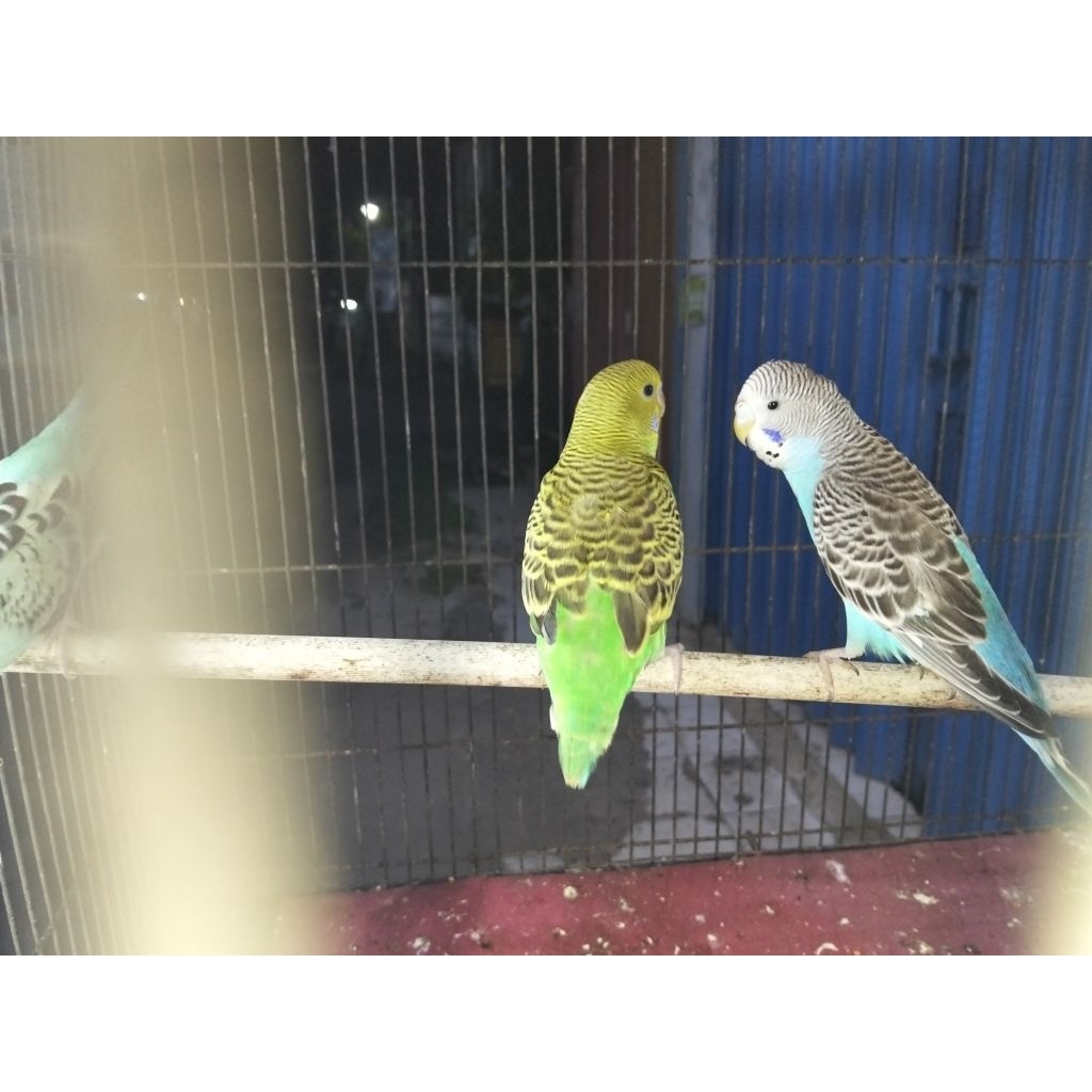 burung parkit warna cantik
