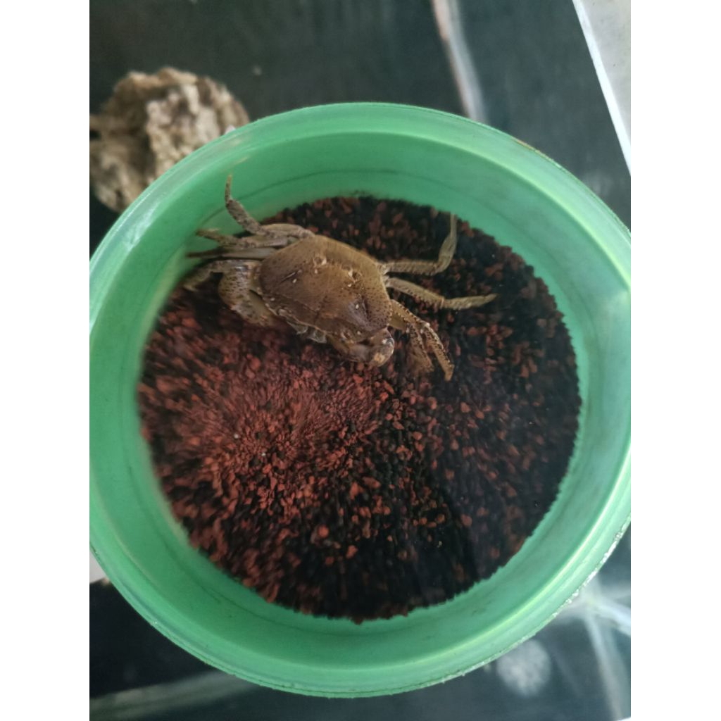 Kepiting Sawah / Yuyu
