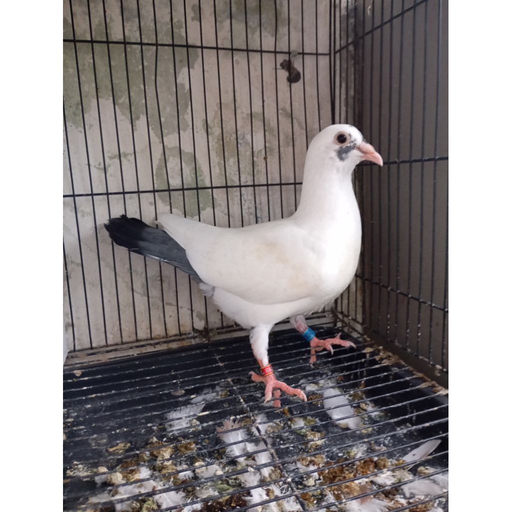 Merpati pos jantan