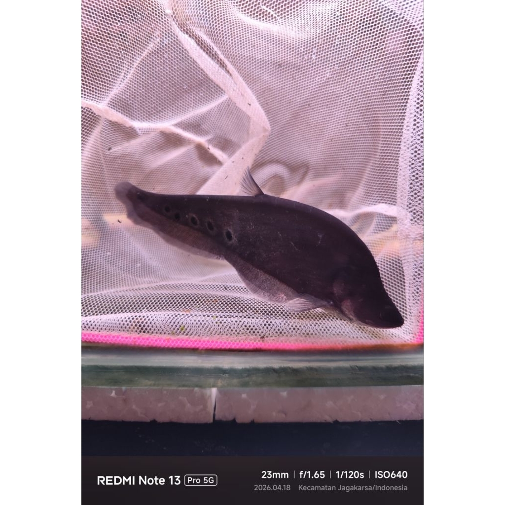 ikan hias belida Bangkok