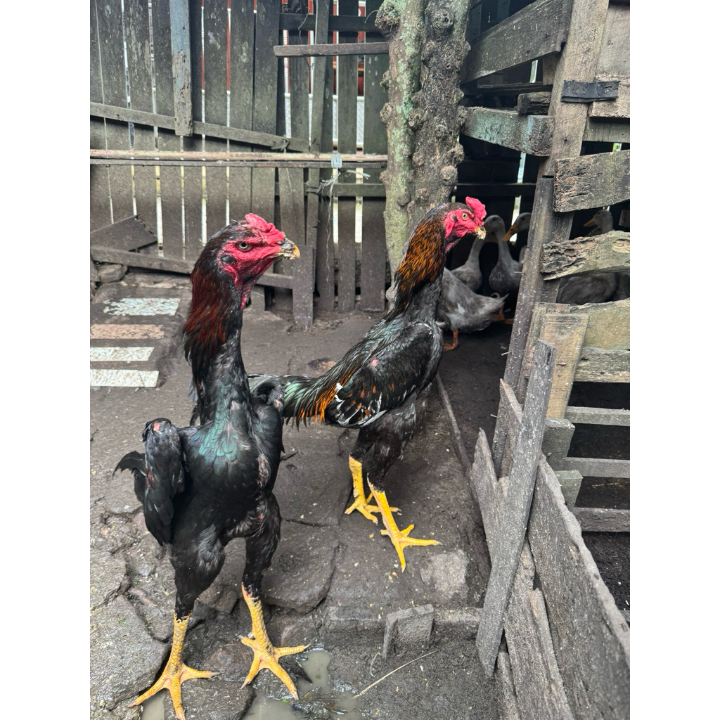 Telur Ayam Shamo eropa Fertil Siap Tetas