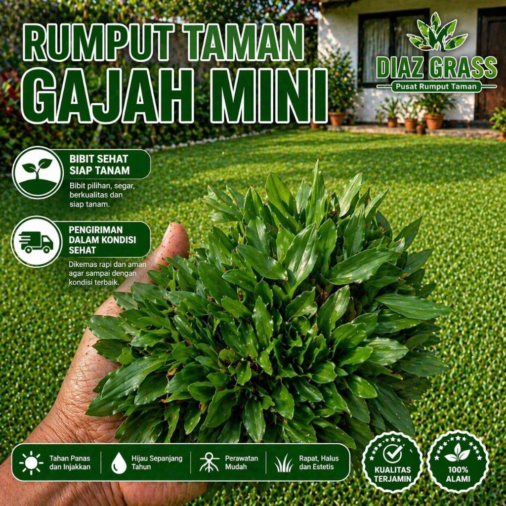 Rumput Gajah Mini Ukuran 1x1 Meter – Bibit Rumput Taman Siap Tanam