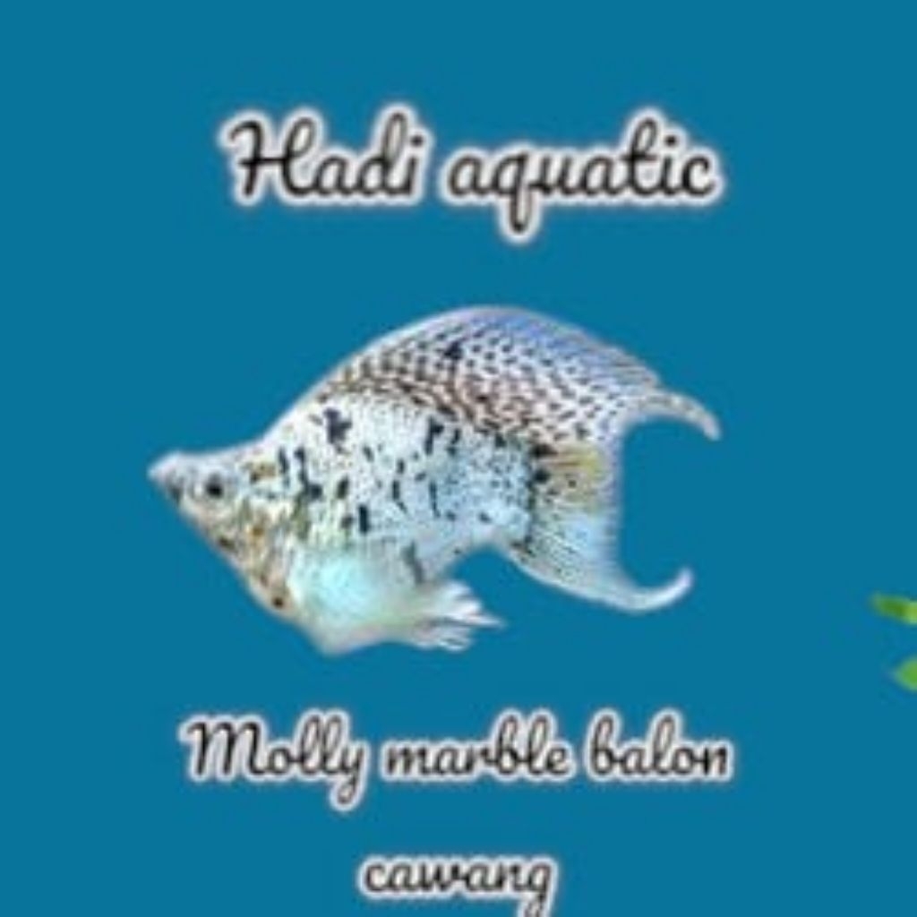 hiasan molly marble balon lyretail ( cawang )