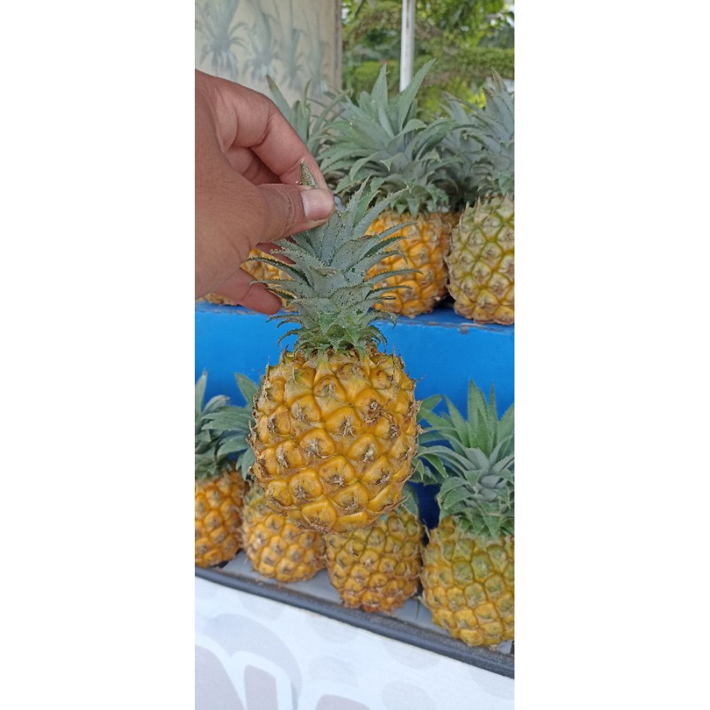 Nanas Madu 1kg.