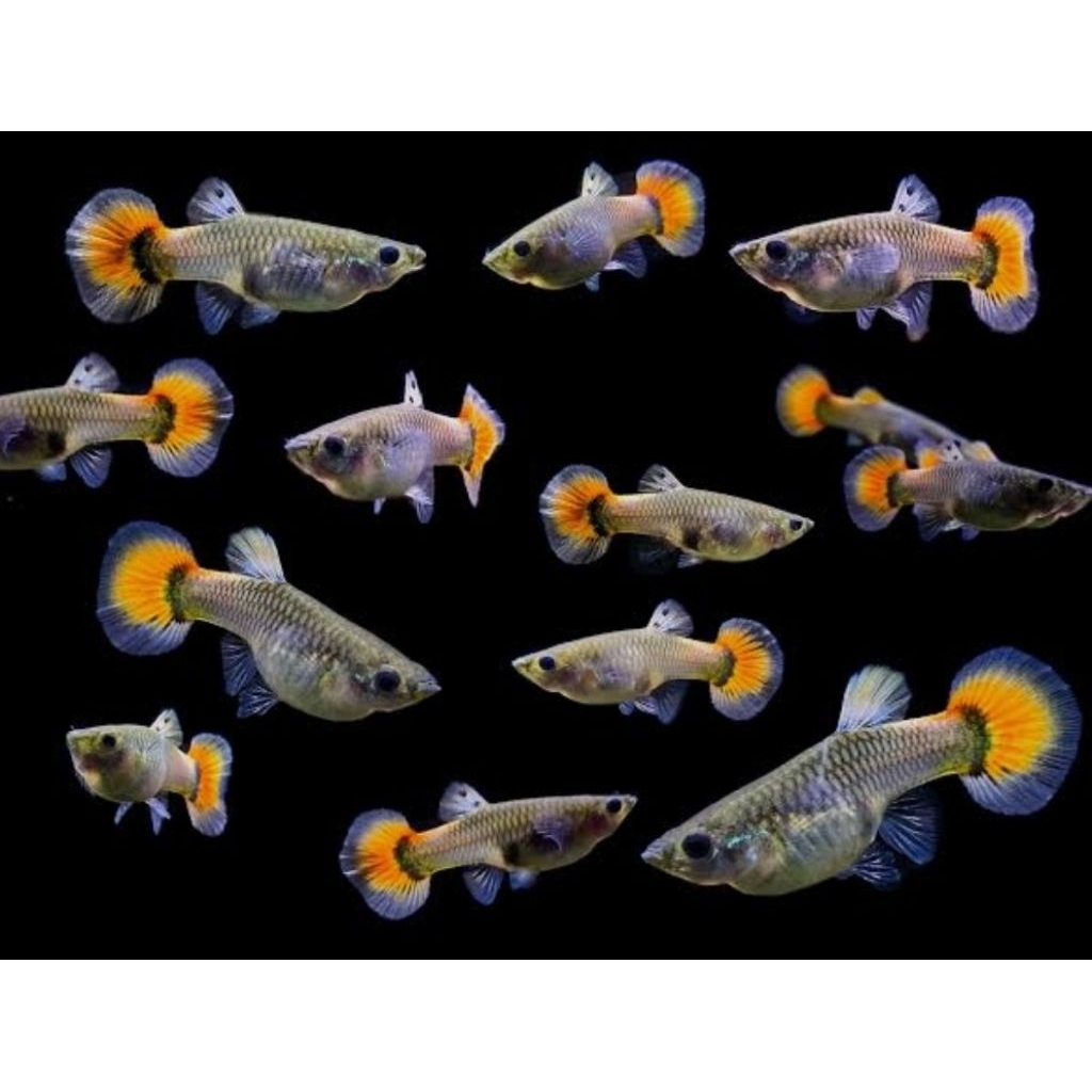 GUPPY PLATINUM RED TAIL DUMBO EAR PRTDE BUTERFLY