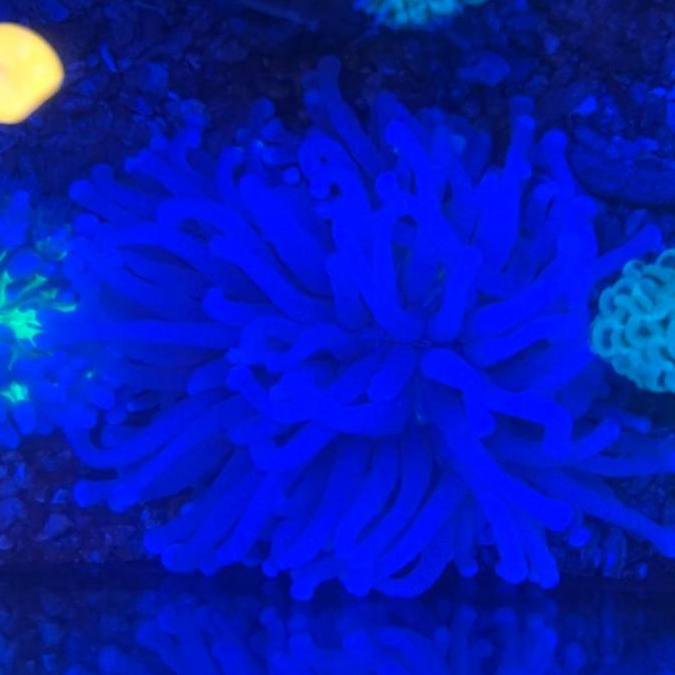 Koral / Coral Piring Anemon